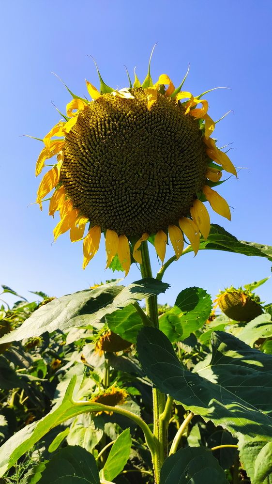 Photograph by Игорь Семеновский