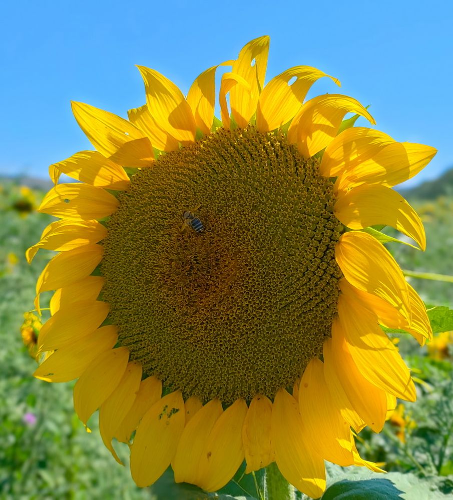 Photograph by Игорь Семеновский