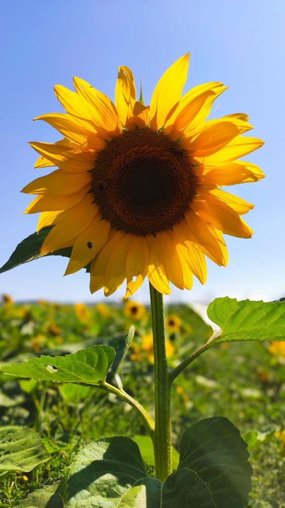 Photograph by Игорь Семеновский