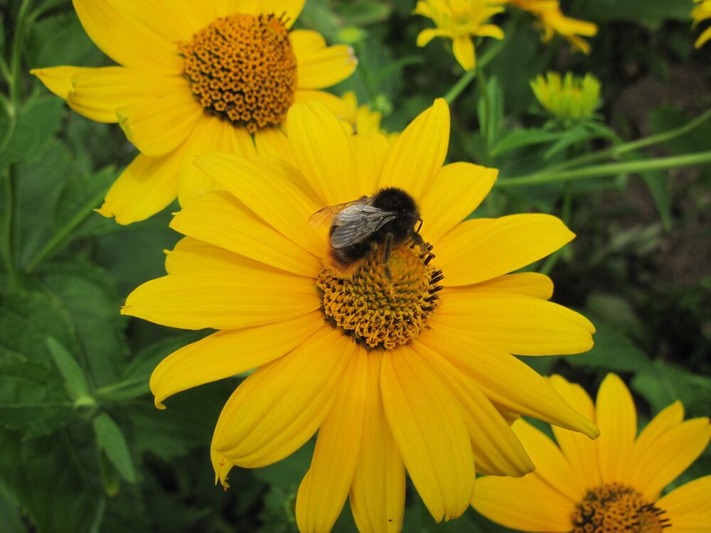 Фотография автора Георгий Самусевич