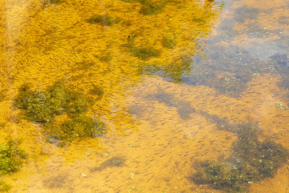 Photograph by Светлана Верзилина