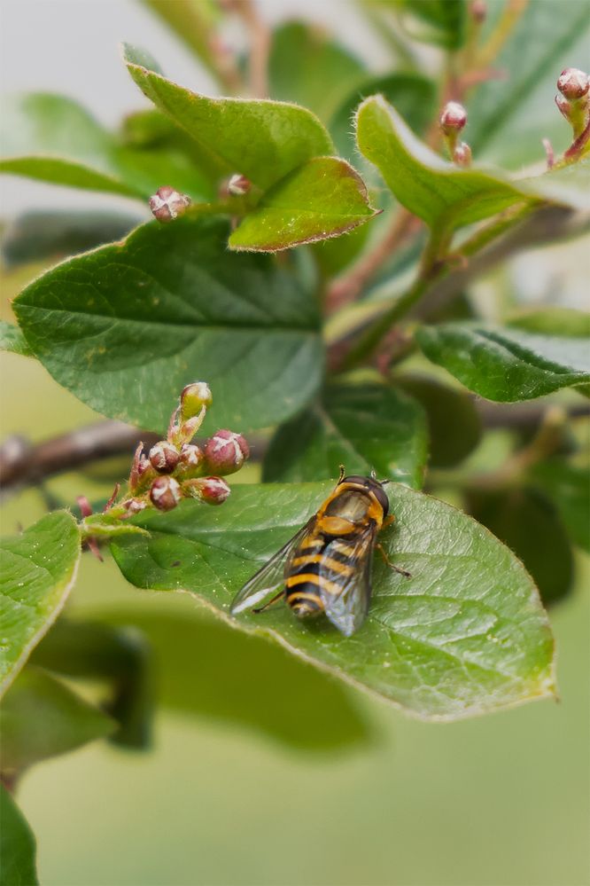 Photograph by Михаил Мак