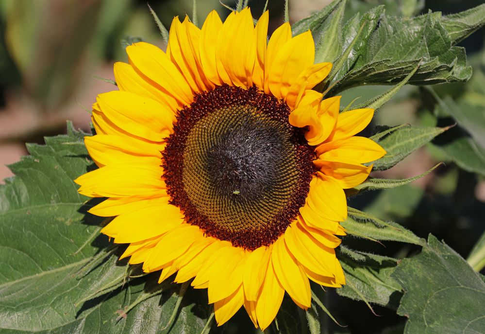 Photograph by Лариса Рулёва