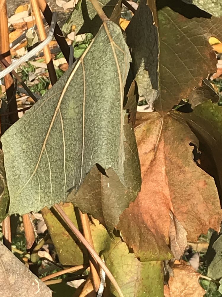 Photograph by Надежда Ткаченко