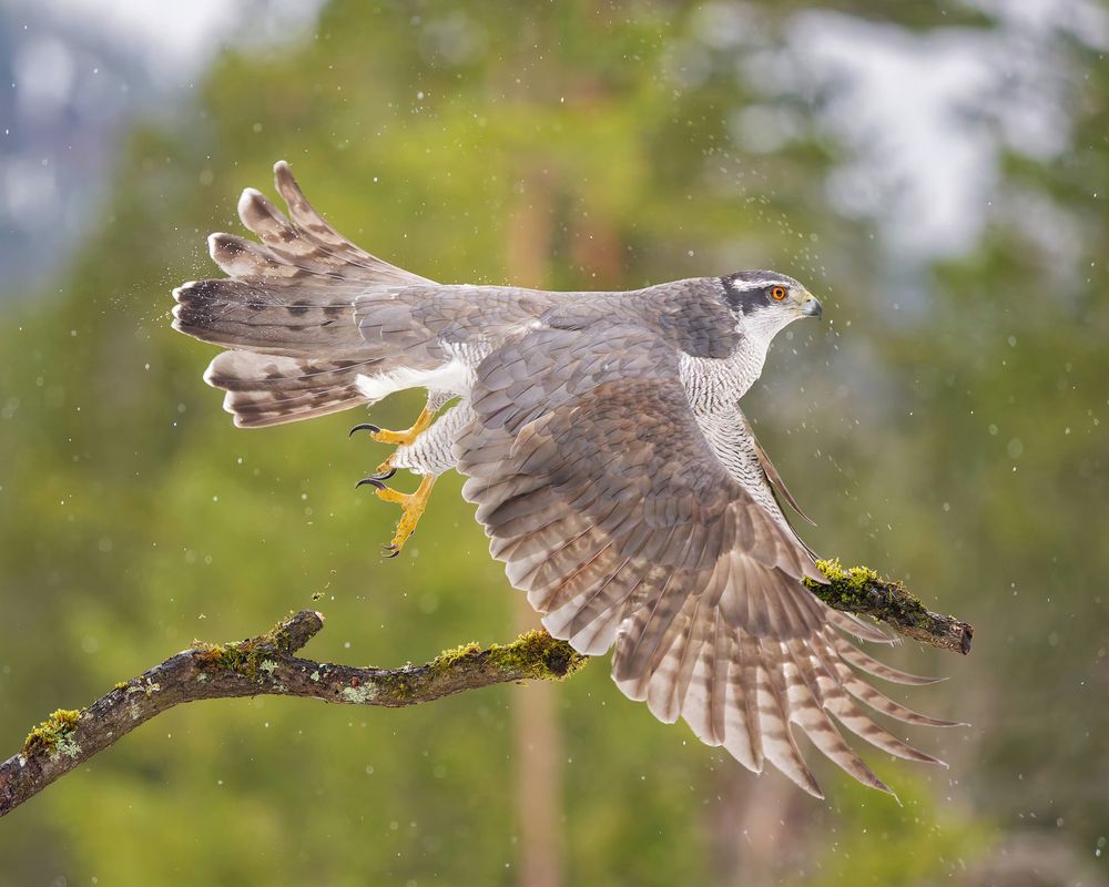 Photograph by Jørgen Hovde