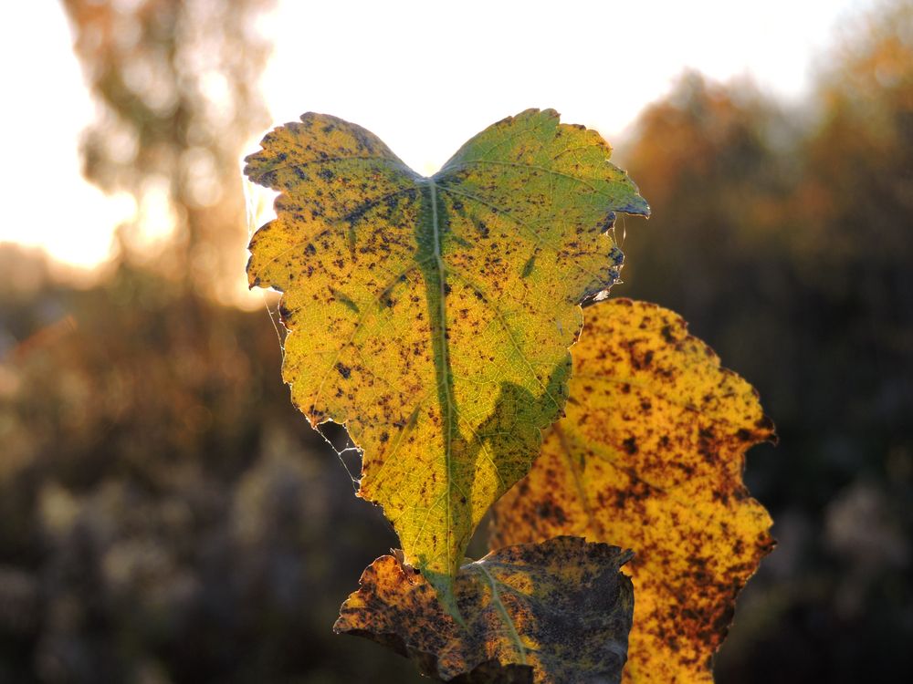 Сердце осени / Heart of autumn