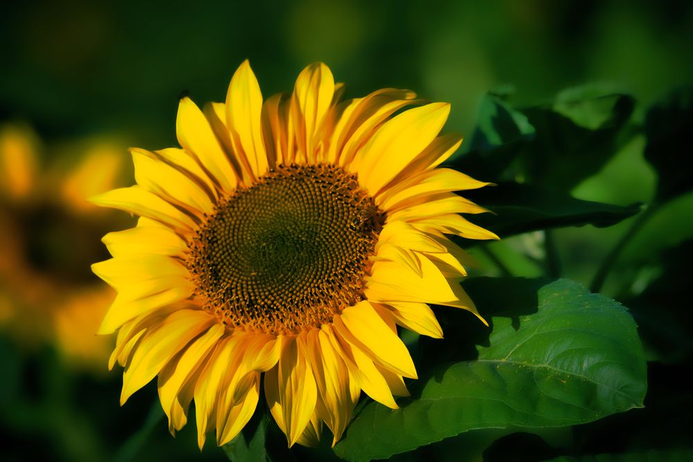 Photograph by Janis Serdienis