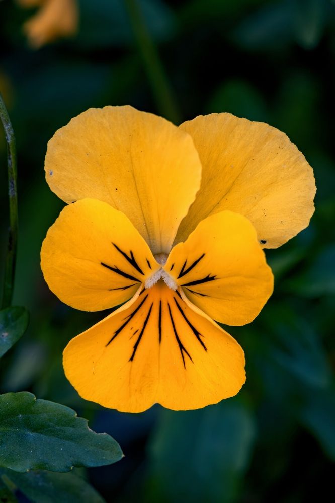 Photograph by Михаил Косолапов