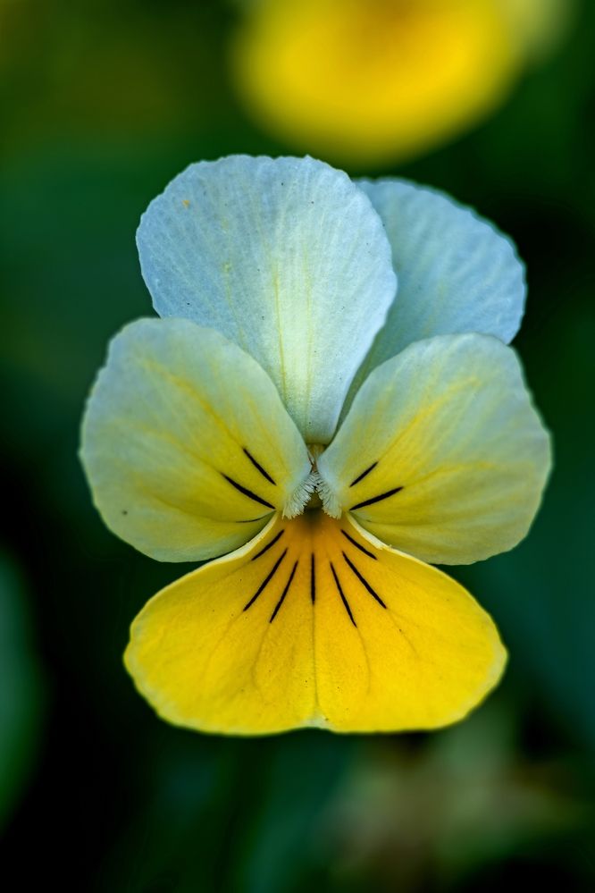 Photograph by Михаил Косолапов