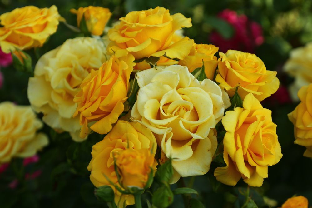 Фотография автора Сергей Кульков