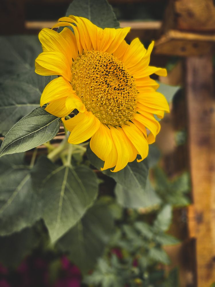 Photograph by Waleed Yousuf Alwahaibi