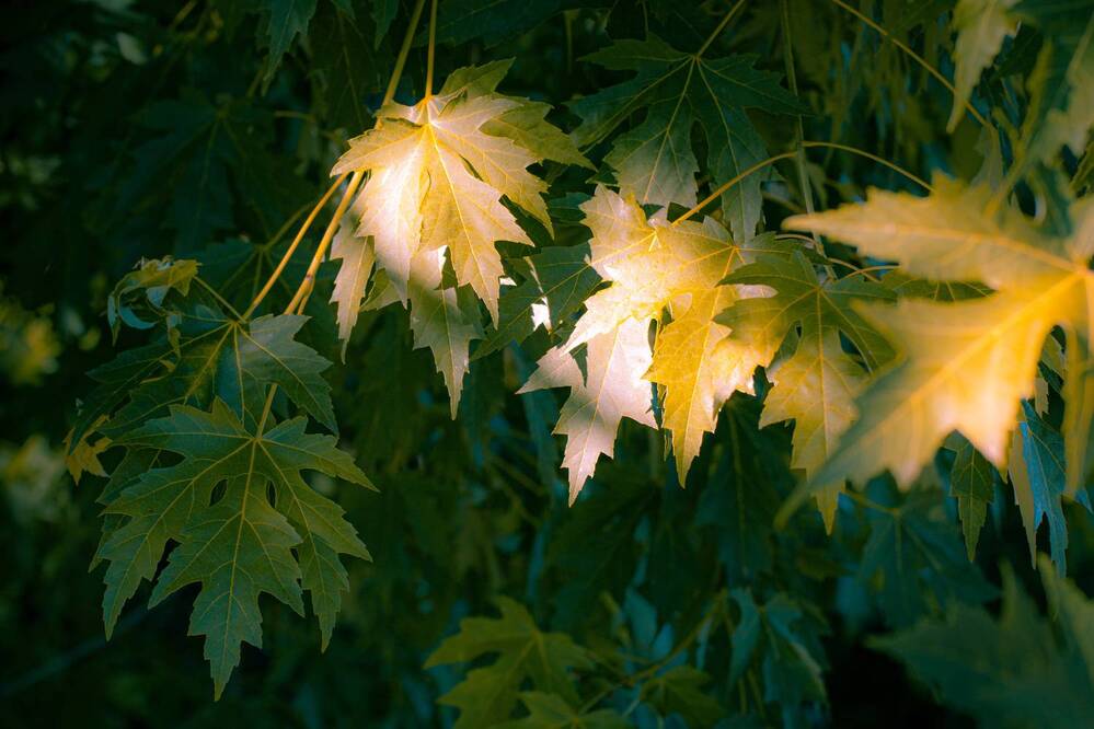 Photograph by Светлана Верзилина