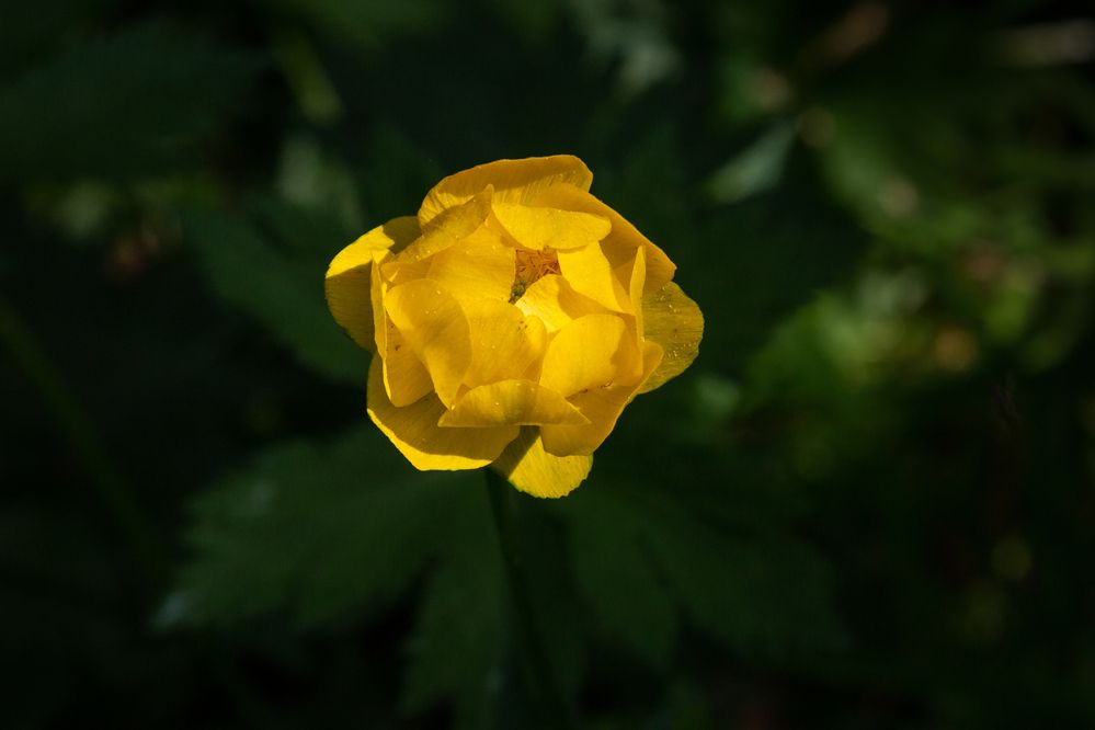 Photograph by Светлана Верзилина