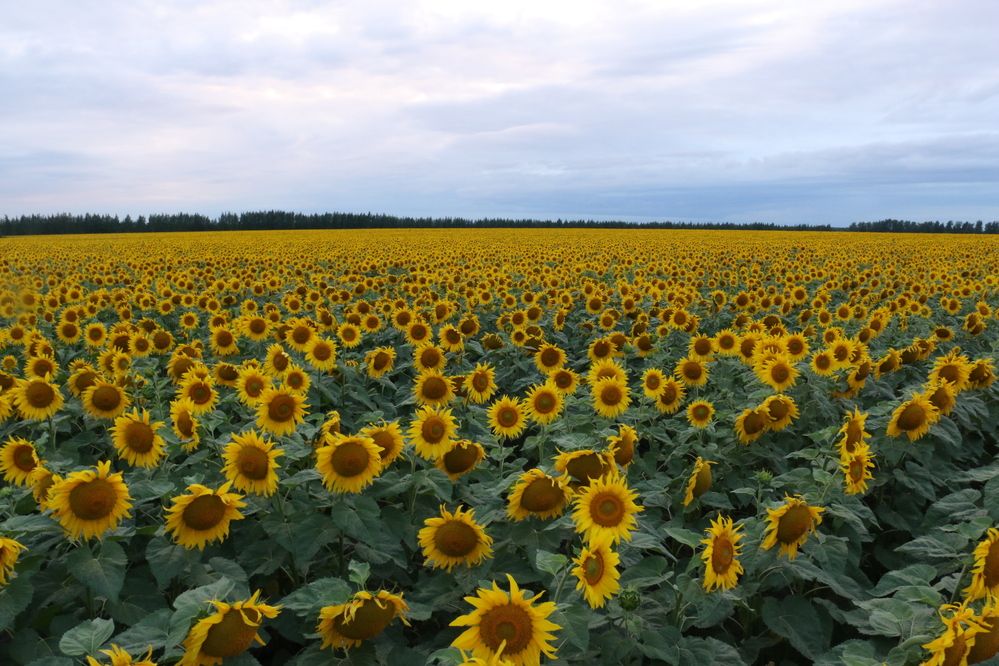 Фотография автора Sparc-jr