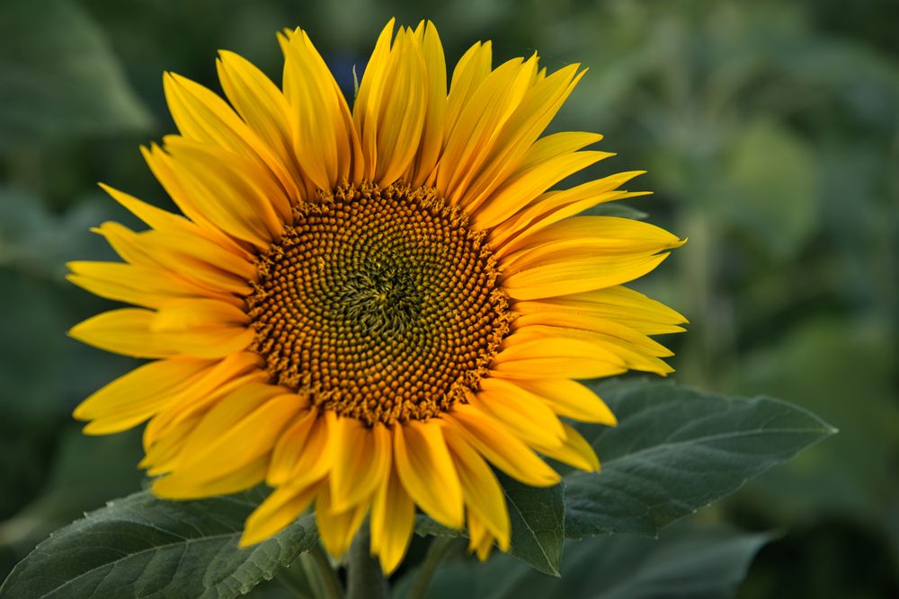 Photograph by Kulikova Albina