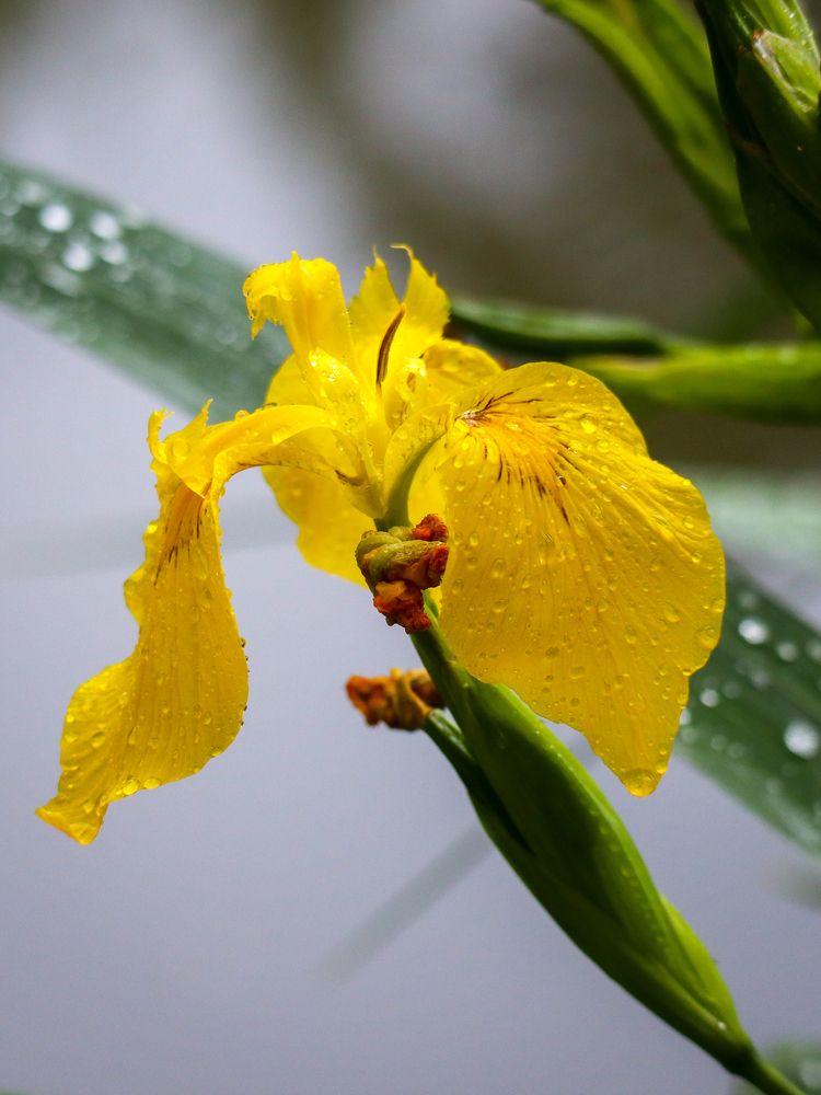 Photograph by Ирина Корабельникова