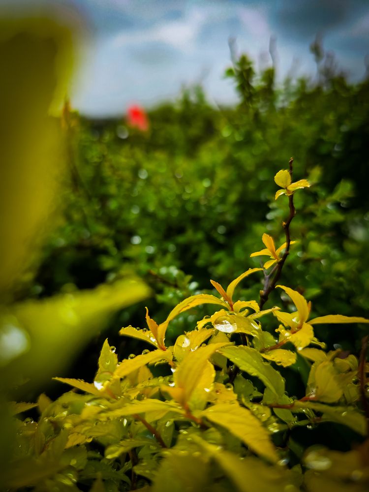 Photograph by Елена Сиушова