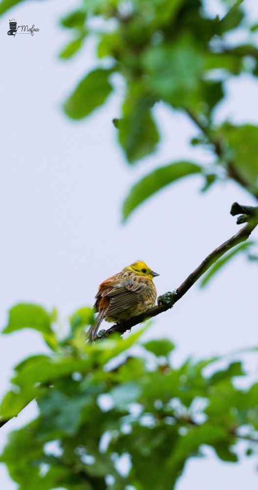 Photograph by Mafaz Abdeen