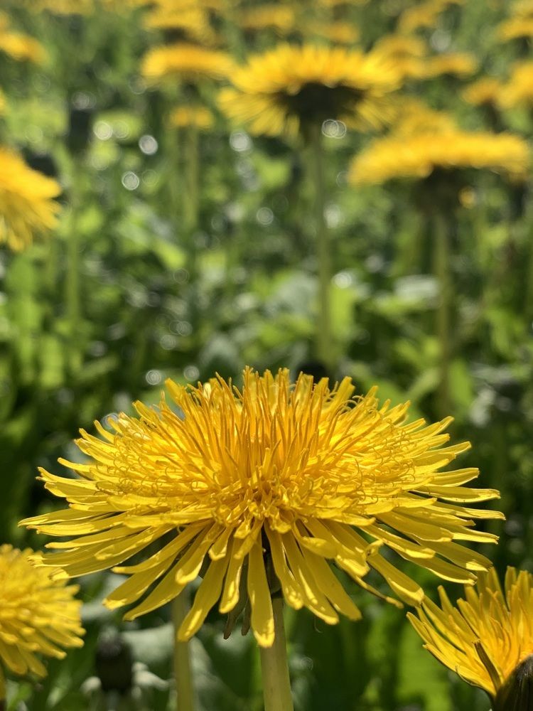 Фотография автора Ирина Шпаковская