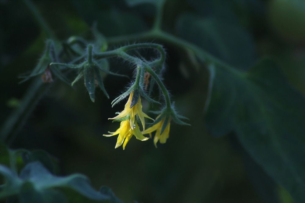 Photograph by Елена Наленч