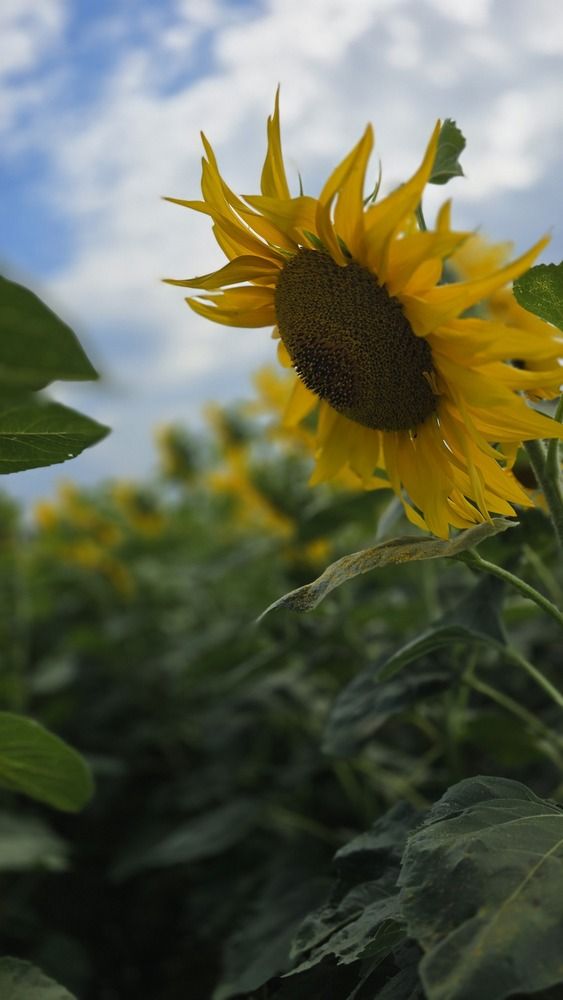 Photograph by Елена Сиушова
