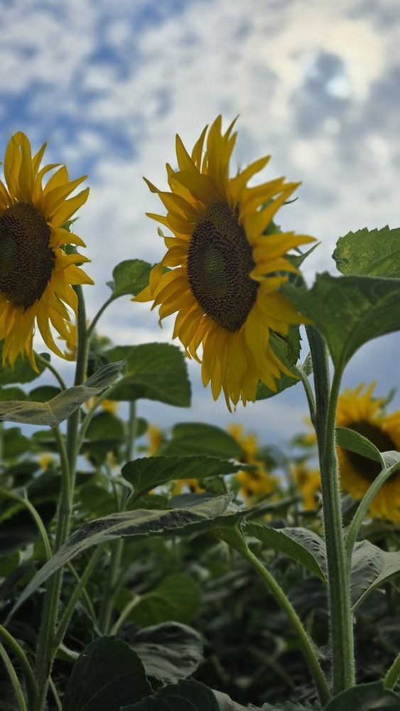 Photograph by Елена Сиушова