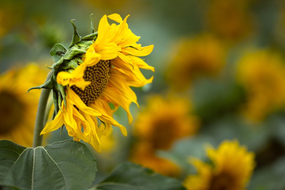 Photograph by Николай Фонарёв