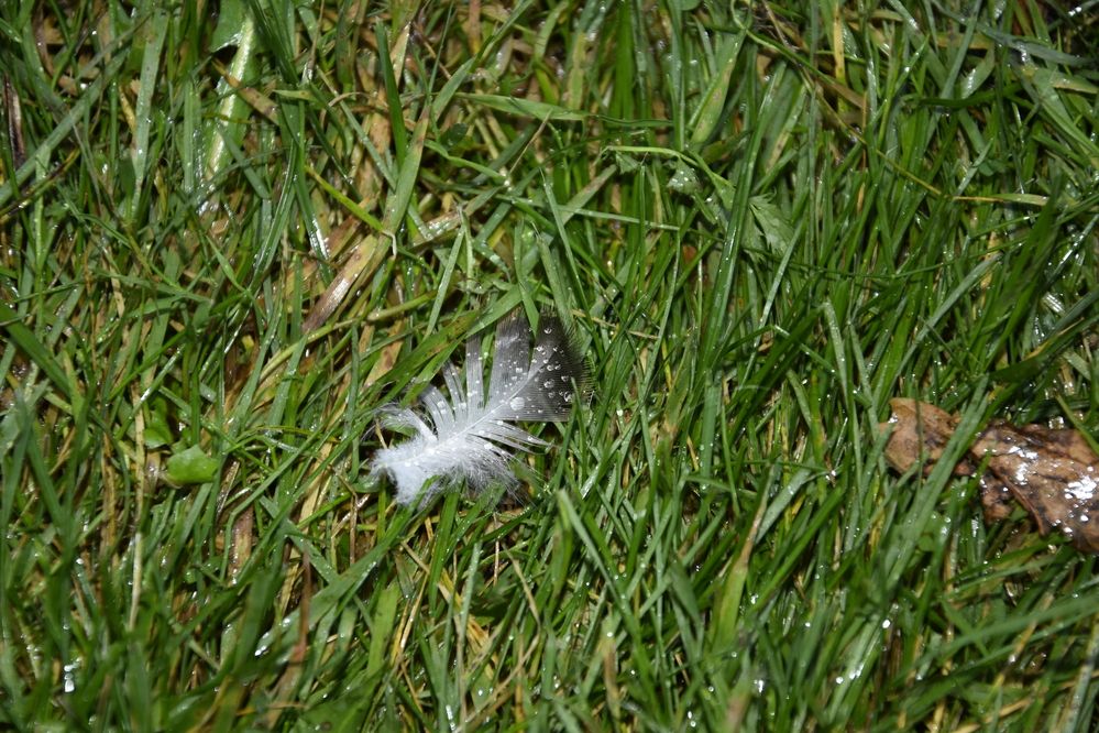 Photograph by Юлия Ю.