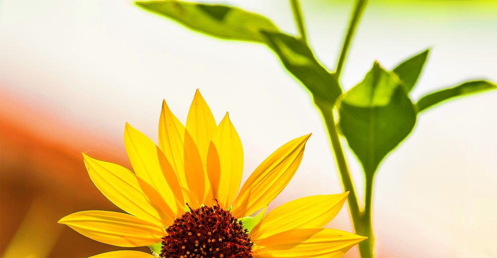 Photograph by Luis Rodríguez Araiza