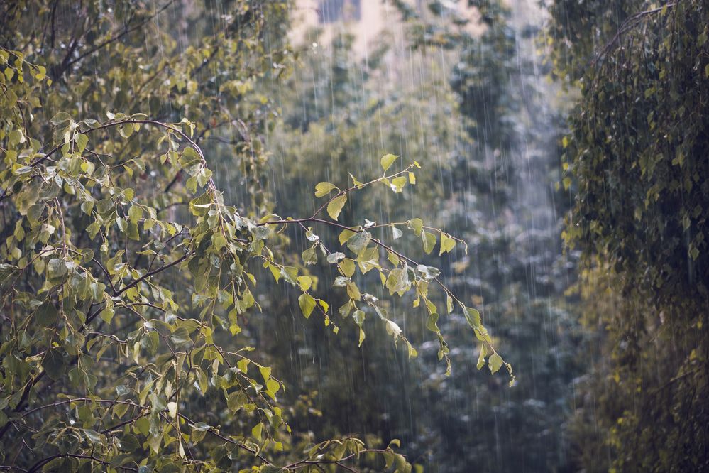 Летний дождь за окном