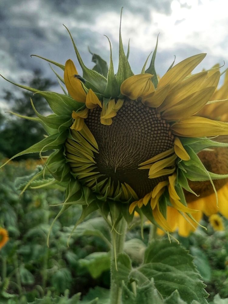 Photograph by Анжелика
