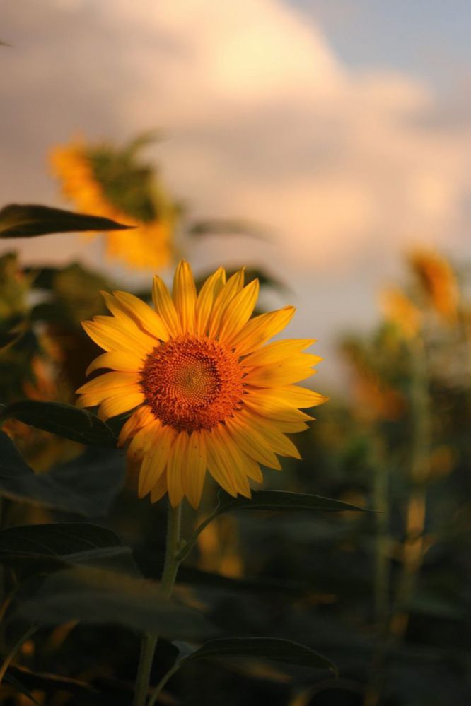 Photograph by Антонина Кузнецова