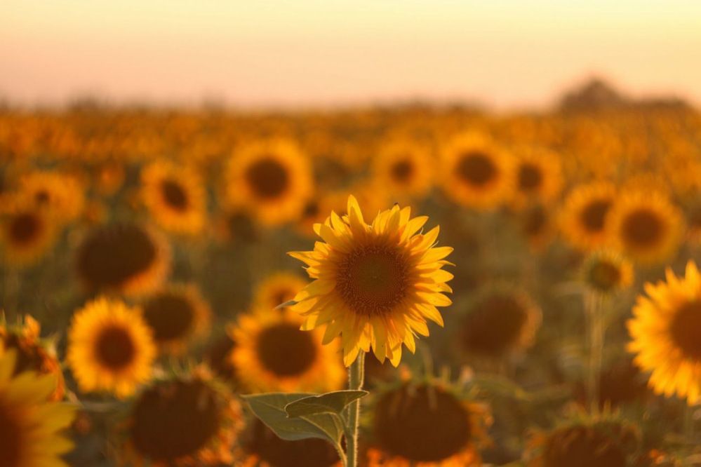 Photograph by Антонина Кузнецова