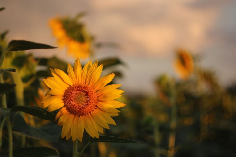 Photograph by Антонина Кузнецова