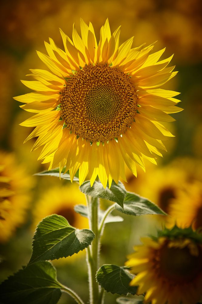 Фотография автора Александр Еремин
