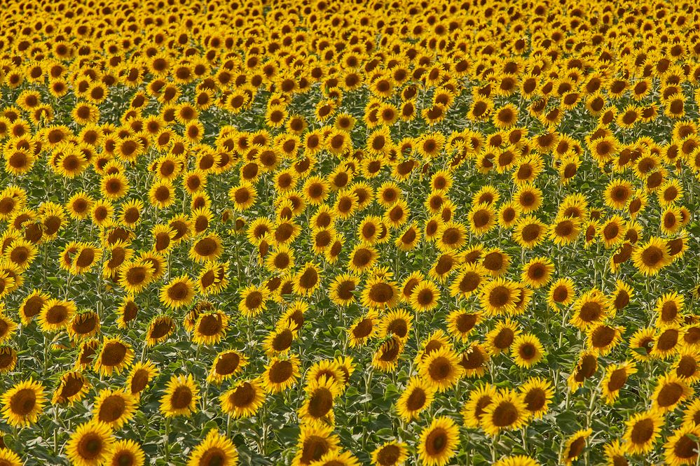 Фотография автора Александр Еремин