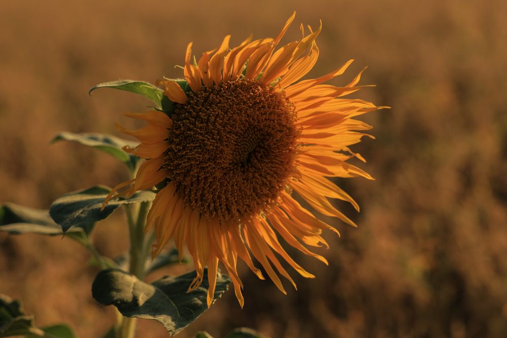 Photograph by Сергей Конюшенко