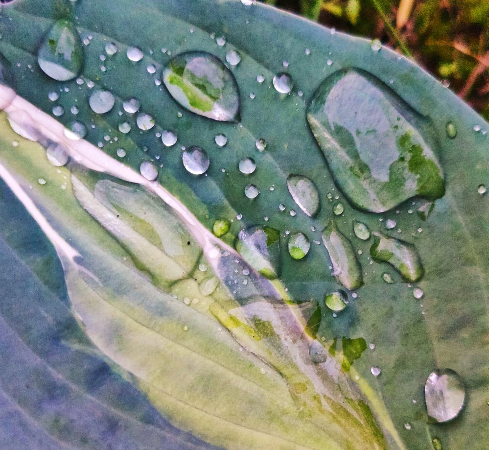 Photograph by Olena Chertous