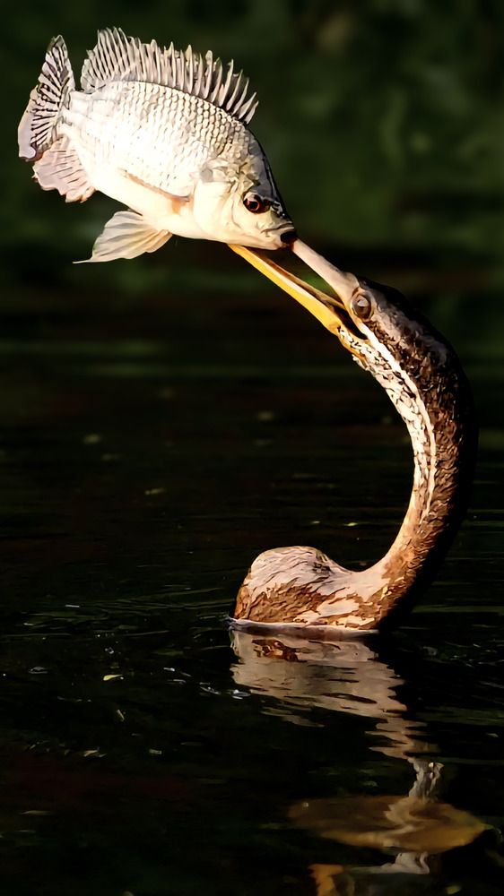 Photograph by Dr. Bhavana S