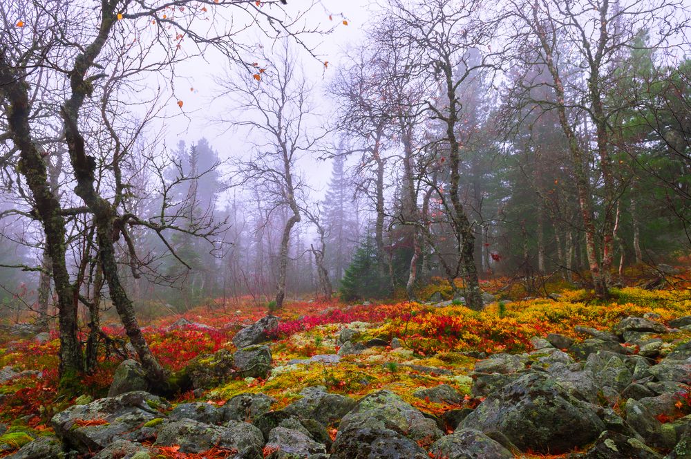 Photograph by Абаимов Александр