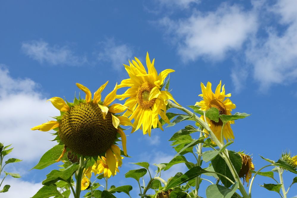 Фотография автора Наталья Липовская