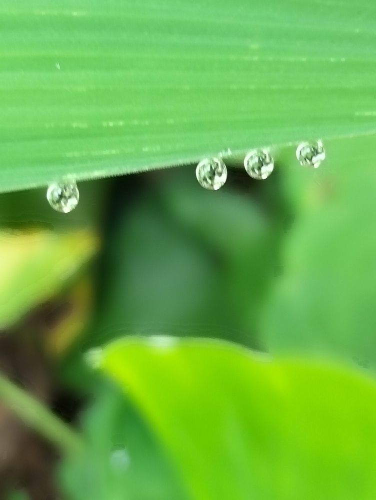 Photograph by Adal -