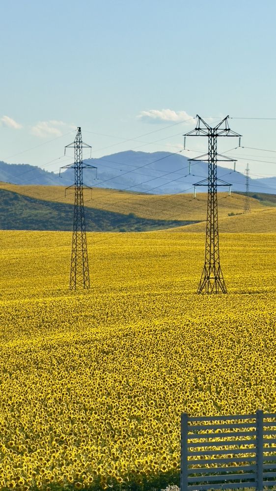 Море подсолнухов