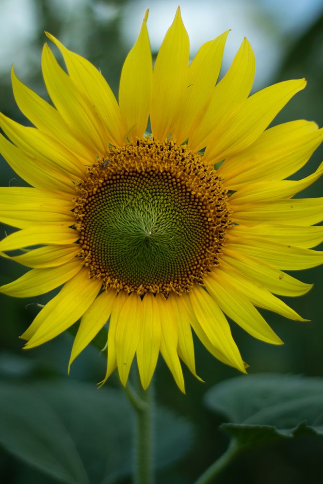 Photograph by Надежда Ржевская