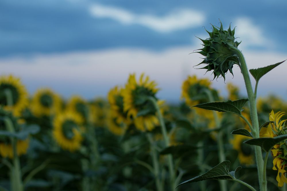 Photograph by Надежда Ржевская