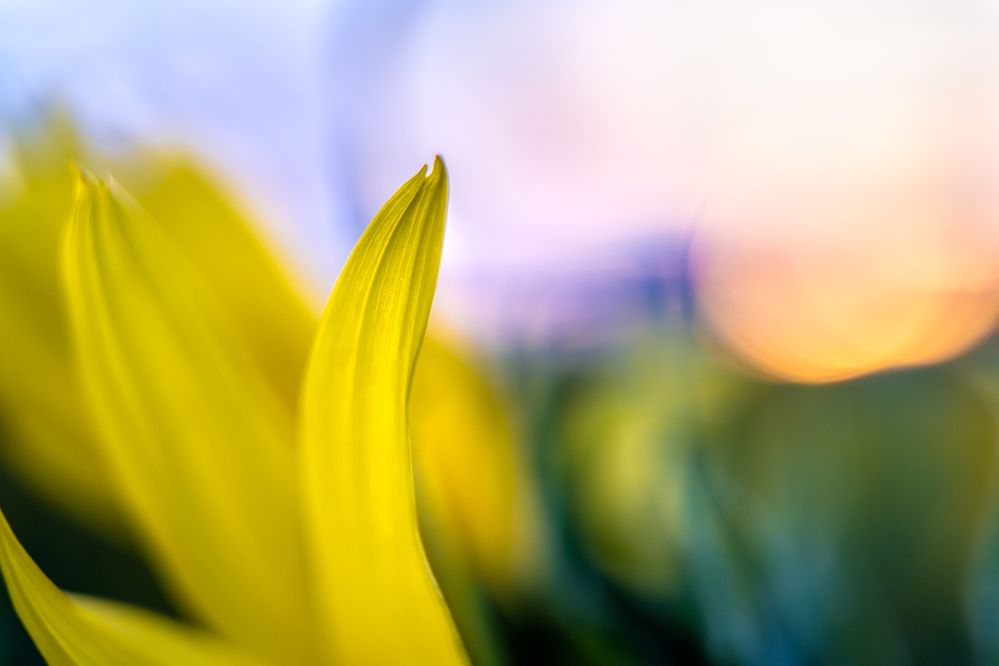 Photograph by Bojan Rupnik