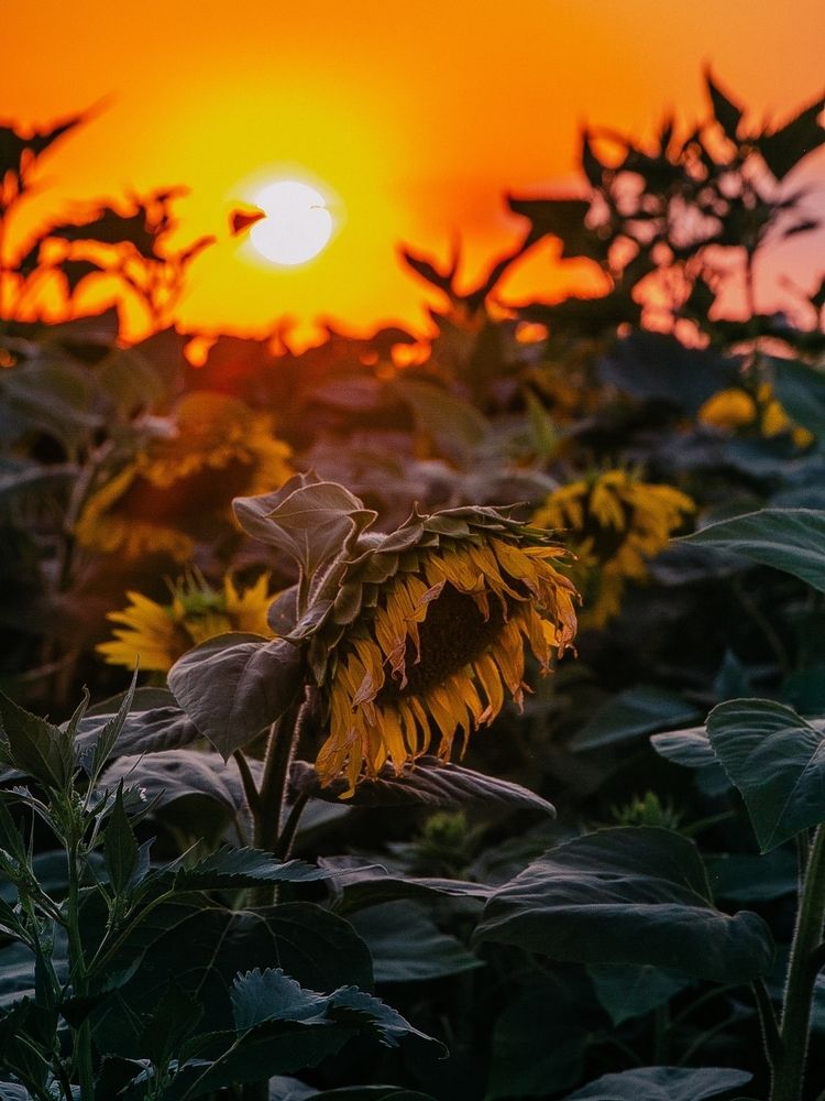 Фотография автора Елена Чиликина