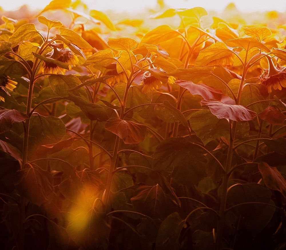 Фотография автора Елена Чиликина