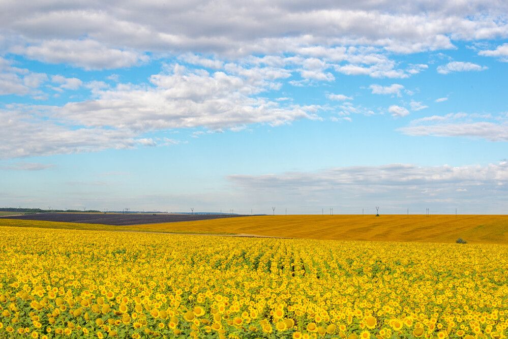 Photograph by Darina