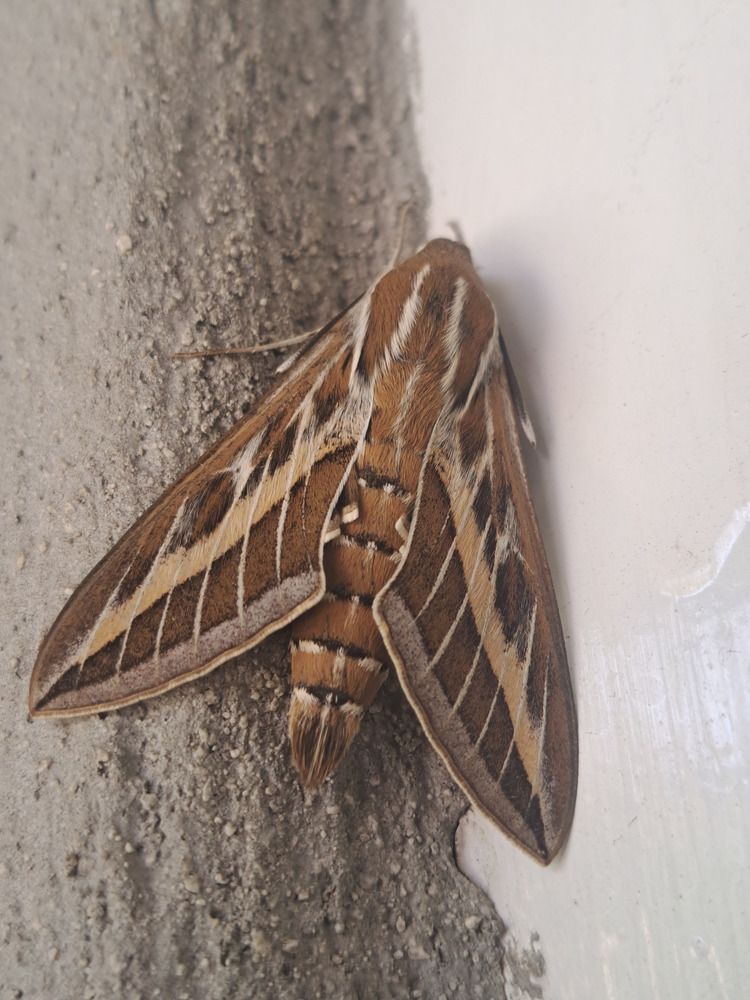 Photograph by omid zarei